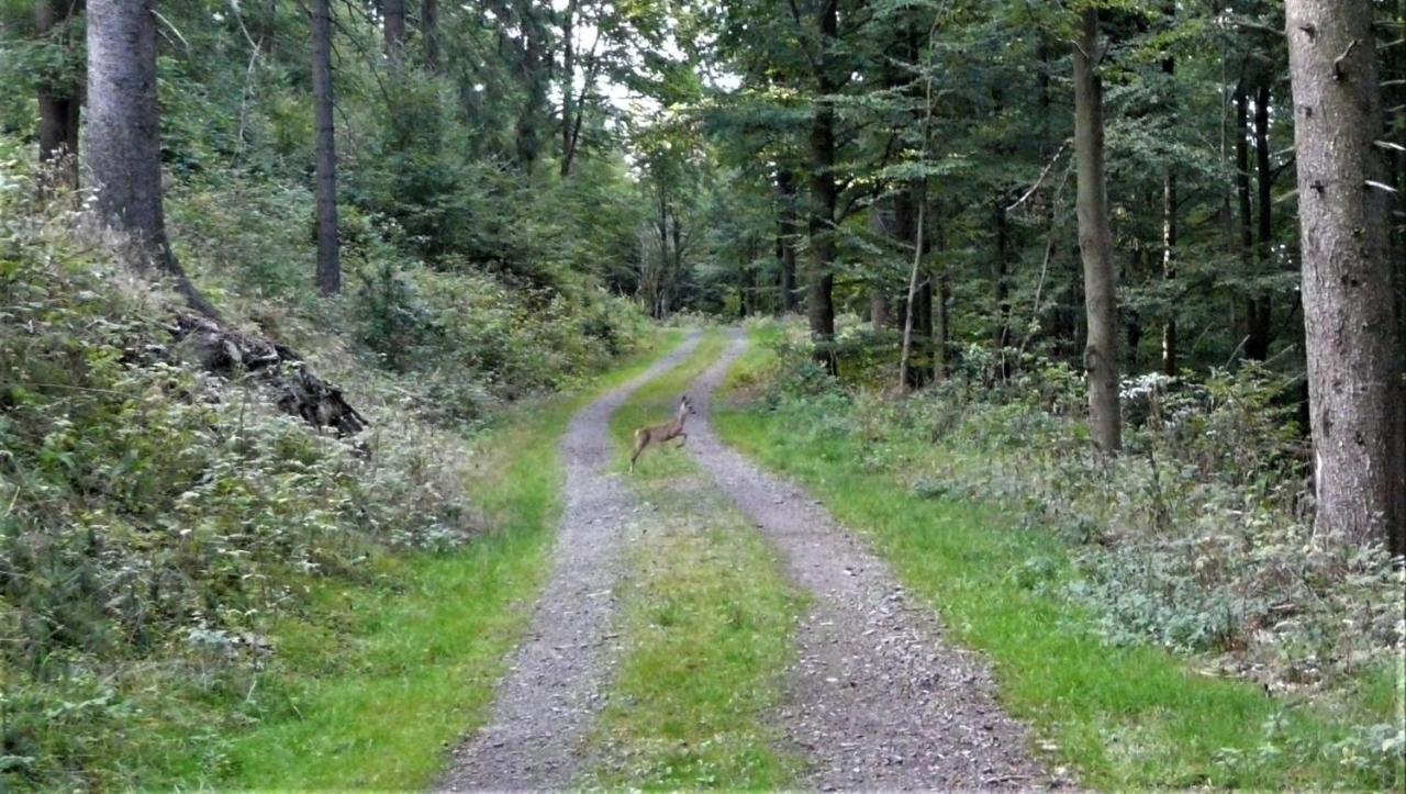Familien-Hotel Am Traenkbachtal Frauenwald Kültér fotó