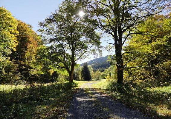 Familien-Hotel Am Traenkbachtal Frauenwald Kültér fotó